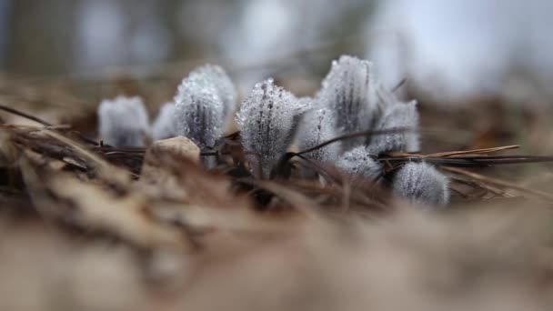 I primi fiori primaverili e l'erba. erba sogno — Video Stock