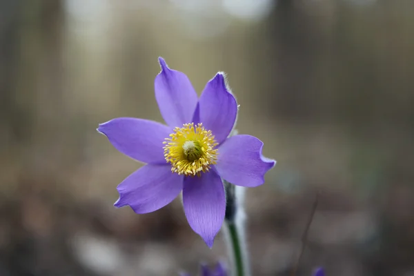 Inschrijving van de eerste lente maart bloemen Lila blauwe Pulsatilla-bloem, — Stockfoto