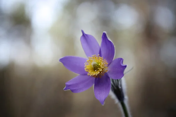 Ніжні перша весна березень квіти бузковий синій пасовисько-квітка , — стокове фото