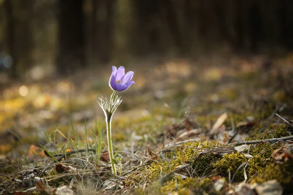 Anbudsförfarande första våren mars blommor lila blå Mill-blomma, — Stockfoto