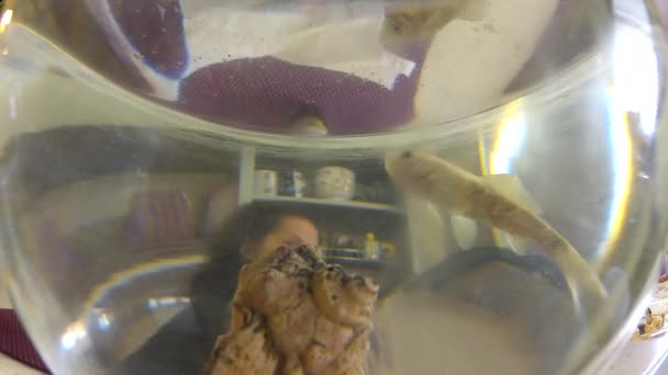 Lilla guldfisk simma långsamt i tydlig fishbowl — Stockvideo