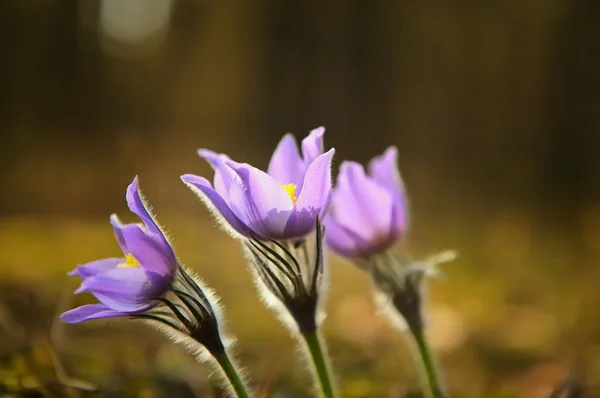 Anbudsförfarande första våren mars blommor lila blå Mill-blomma, — Stockfoto