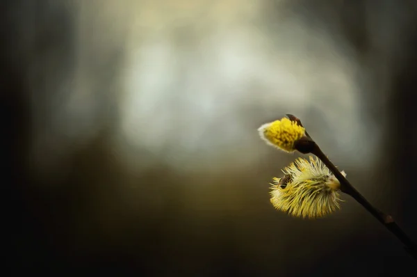 Frühlingszweig einer flauschigen Weide mit Knospen und kleinen Bienen auf einem — Stockfoto