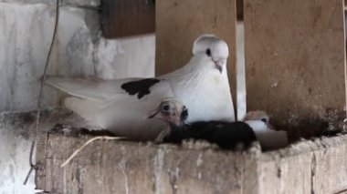 yerli güvercinlerin dovecote rafta oturan tatil