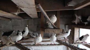 yerli güvercinlerin dovecote rafta oturan tatil