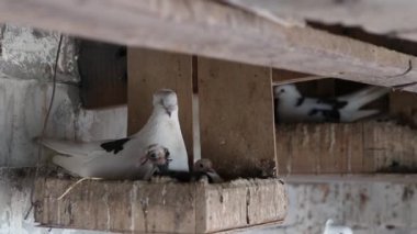 yerli güvercinlerin dovecote rafta oturan tatil