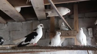 yerli güvercinlerin dovecote rafta oturan tatil