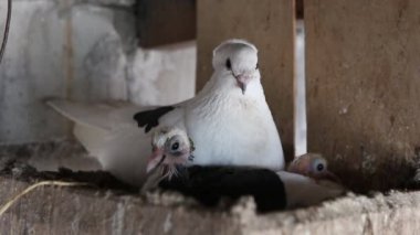 yerli güvercinlerin dovecote rafta oturan tatil