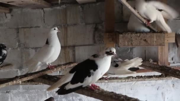 Palomas domésticas en el palomar en vacaciones sentadas en el estante — Vídeos de Stock