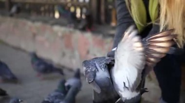 Güzel kız parkta güvercin besleme