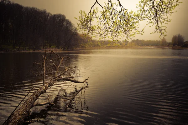 Sonnige Frühlingslandschaft. Fluss in einem grünen Wald. — Stockfoto