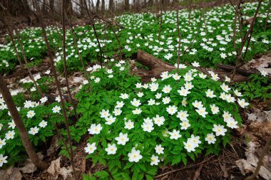 Güneşli orman tam kardelen çiçek bahar sezonu - geniş açı görünümü doğa ile son derece arka plan bulanık