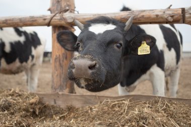 Meraklı siyah beyaz Holstein süt ineği sürüsü  