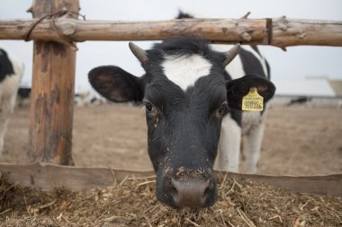 Meraklı siyah beyaz Holstein süt ineği sürüsü  