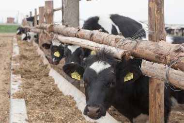 Meraklı siyah beyaz Holstein süt ineği sürüsü  