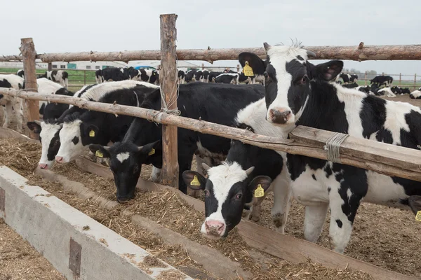 Troupeau de vaches laitières Holstein noires et blanches curieuses — Photo