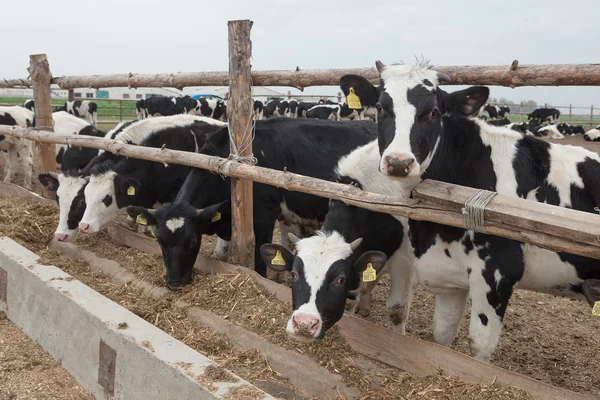 Herd of inquisitive black and white Holstein dairy cows — Stock Photo, Image