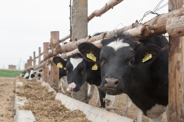 Herde wissbegieriger schwarz-weißer Holsteiner Milchkühe — Stockfoto