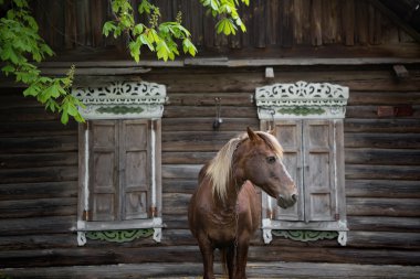 Köylü defne at eski bir rustik günlük çiftlik sıyrılmak