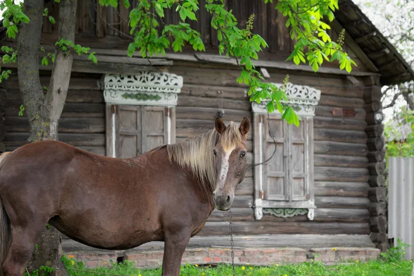 Крестьянская лошадь пасутся рядом со старым деревенским бревенчатым домом — стоковое фото