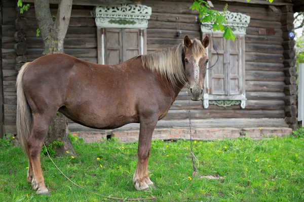 Peasant bay horse is grazed near a old rustic log farmhouse — Stock Photo, Image