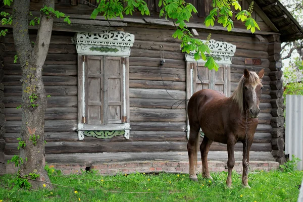 Le cheval de la baie paysanne est broutée près d'une ancienne ferme rustique en rondins — Photo