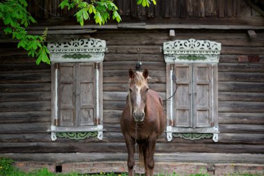 Köylü defne at eski bir rustik günlük çiftlik sıyrılmak