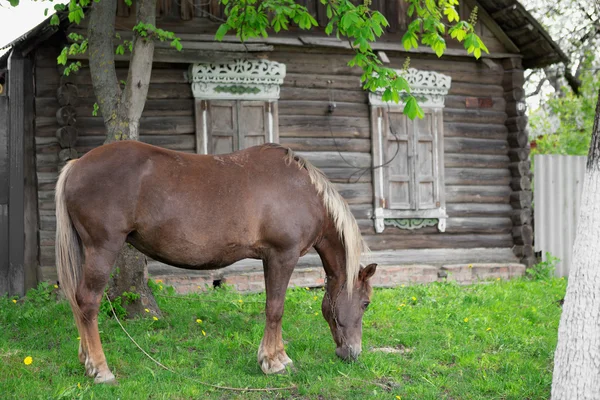 Paraszt bay horse legelt, közelében egy régi napló rusztikus parasztház — Stock Fotó