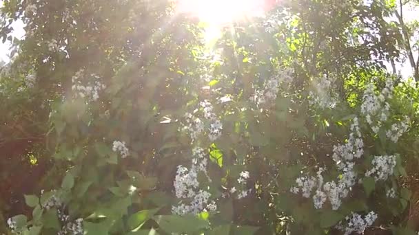 Vackra lila grenar vajande i vinden. — Stockvideo