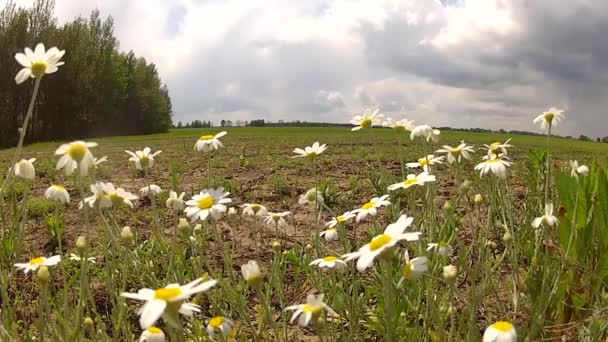 Grasveld met groen gras en blauwe lucht met wolken. — Stockvideo