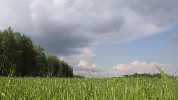 Луг с зеленой травой и голубым небом с облаками. — стоковое видео