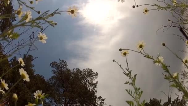 Gänseblümchen-Blumenwiese vor blauem Himmel mit Wind — Stockvideo