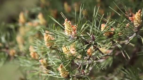 녹색 소나무와 소나무 나무입니다. 파인 트리 바늘 잎. 근접 촬영. — 비디오