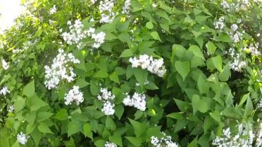 rüzgarda sallanan güzel leylak dalı.