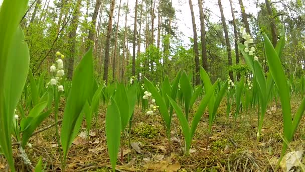 Blossoming lilies of the valley in a sunny forest. — Stock Video