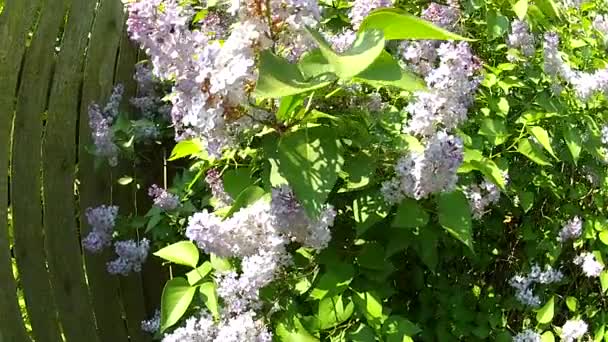 Beautiful lilac branches swaying in the wind. — Stock Video