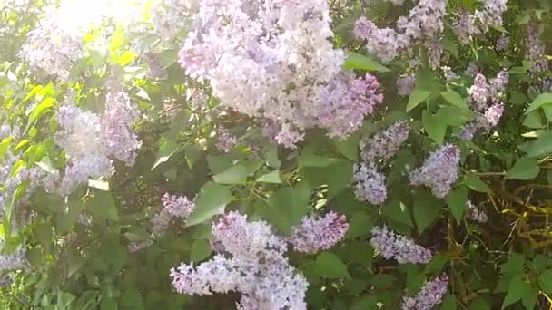 Beautiful lilac branches swaying in the wind. — Stock Video