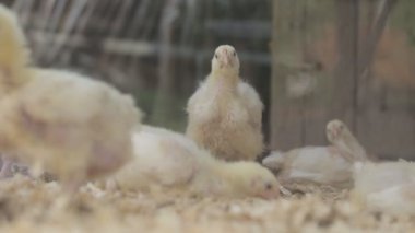 Tavuk yumurta ve tavuk yemek yiyecek çiftlik