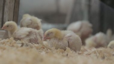 Tavuk yumurta ve tavuk yemek yiyecek çiftlik