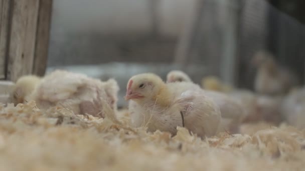 Huevos y pollos de pollo que comen alimentos en la granja — Vídeos de Stock