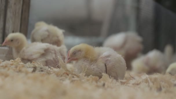 Huevos y pollos de pollo que comen alimentos en la granja — Vídeos de Stock