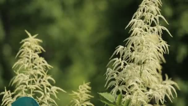 Fond d'herbe floue avec des gouttes d'eau. Plan HD — Video