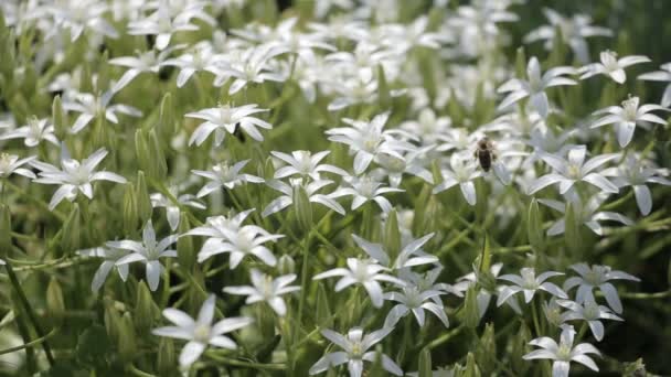 Een bedje van witte bloemen zwaaien in de milde wind met bijen zoemen rond de nectar bemonstering — Stockvideo