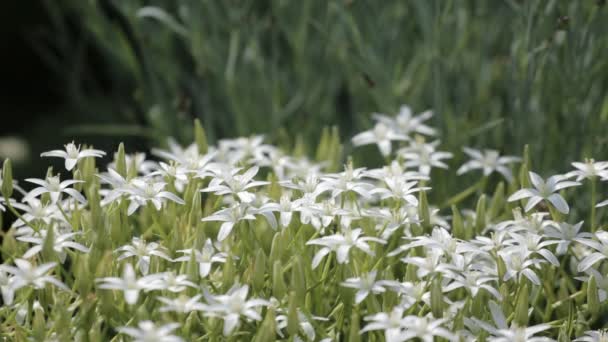 Un lit de fleurs blanches se balançant dans le vent doux avec des abeilles bourdonnant autour de l'échantillonnage du nectar — Video