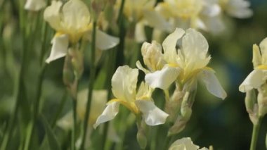 Rüzgarda sallanan Iris çiçekler. Parlak güneşli bir günde