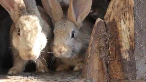 Conejos domésticos en una jaula. Conejos grises de la familia comen hierba, hojas y maíz . — Vídeos de Stock