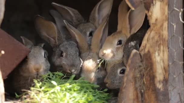 国内ウサギ ケージの中。家族灰色ウサギは、草、葉、トウモロコシを食べる. — ストック動画