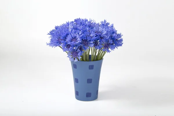 Blue cornflowers on a old white wooden background — Stock Photo, Image
