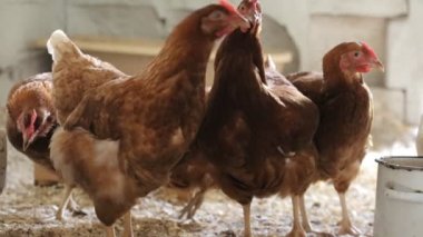 Ev bahçesinde ekoloji tavuk horoz