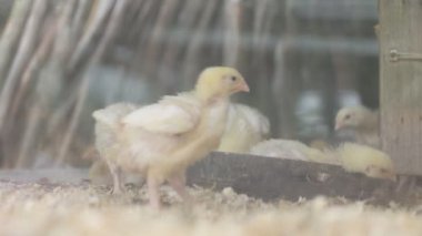 Tavuk yumurta ve tavuk yemek yiyecek çiftlik